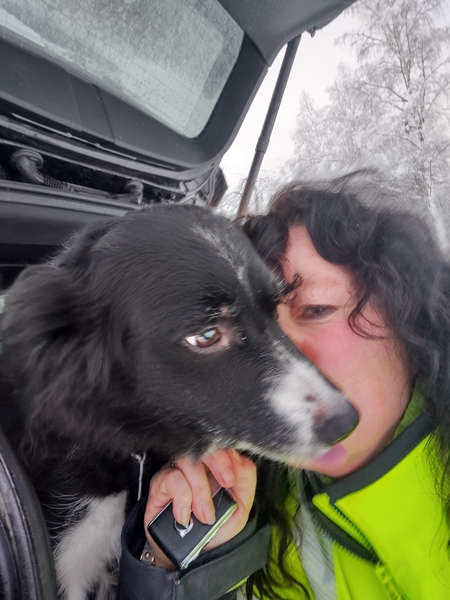 border collie skitur Igletjern