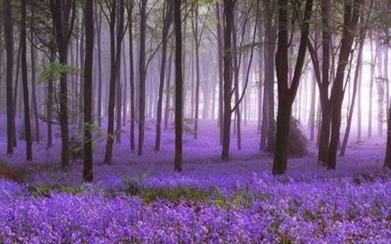 Purple+Lilac+Forest Tempat Tempat Paling Menakjubkan di Bumi
