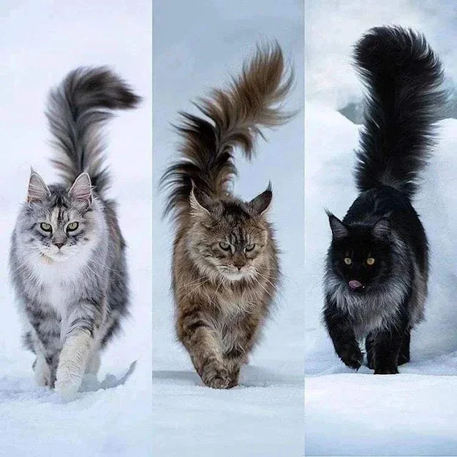 The brilliant Maine Coon plumed tail