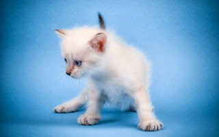 free hd images of cute mew mew cat for laptop