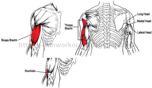 Arm Workouts