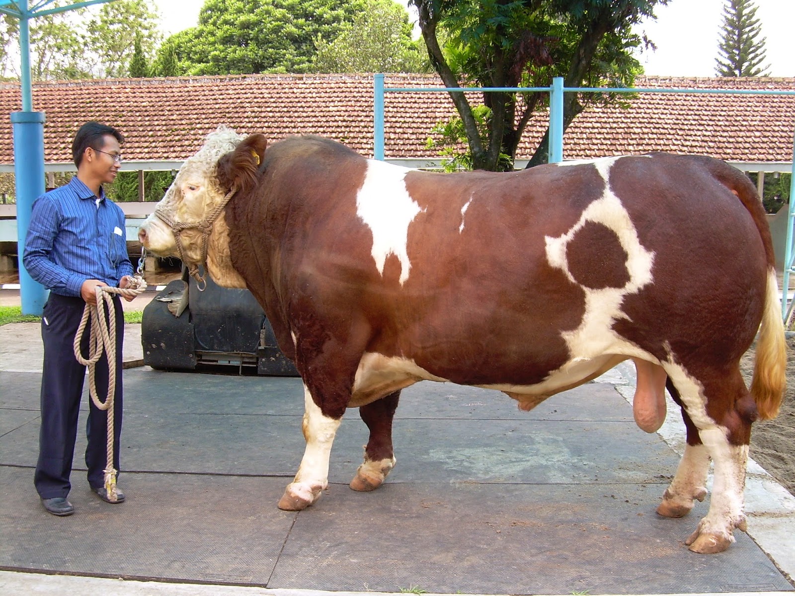 Sapi Simental Besar Kumpulan Gambar Sapi Dari Berbagai 