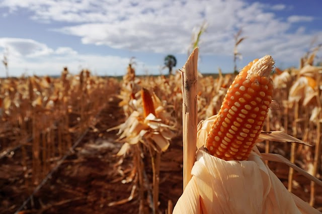 HPP Jagung Rp5.500 Per Kg di Tingkat Petani Resmi Berlaku