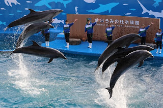 Performances of dolphins and sea lions