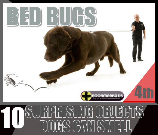 Bed bug is no one best bud. when no one able to extracts bugs from ...