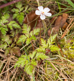 White-flowered Herb Robert, Geranium robertianum var. bernettii.  Keston, 4 May 2015.