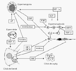 Sustancias Neurotróficas 