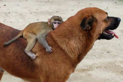 Unusual animal friendship pictures Seen On www.coolpicturegallery.net