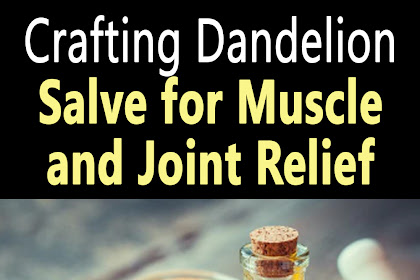 DIY Dandelion Salve: Nature's Answer to Muscle and Joint Pain