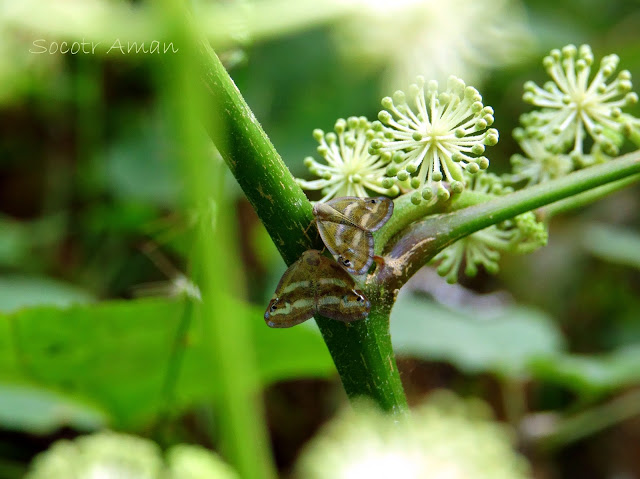 Orosanga japonicus