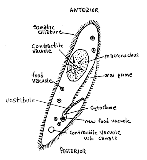 Struktur dan Fungsi Vakuola
