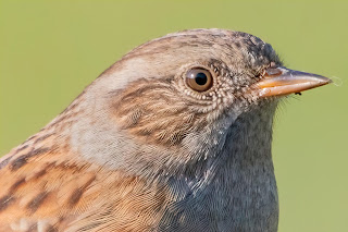 Dunnock DFBridgeman