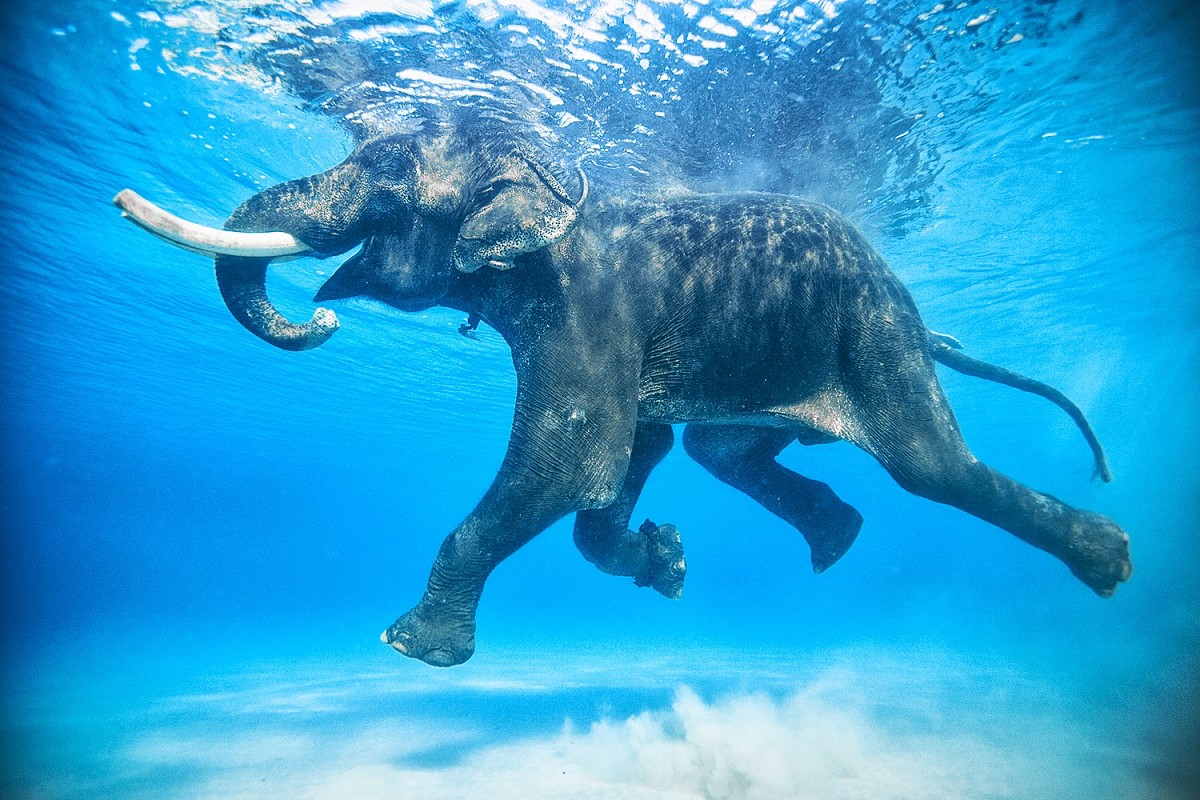 Gambar Gajah Berenang HD Di Laut Terbaru Gambarcoloring