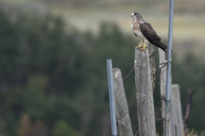 Swainson's Hawk Saskatchwan Parks.