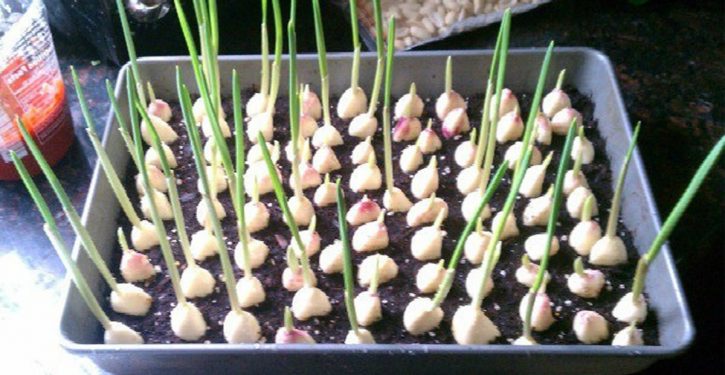 Here's How To Grow An Unlimited Amount Of Garlic At Home
