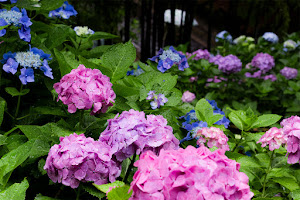 At 旅兒鳥 5 7月 花之寺長谷寺即將迎接繡球花季 被雨滴點綴過的花瓣更顯嬌嫩 神奈川