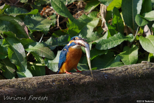 kingfisher eating big fish