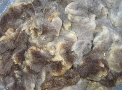 Photo showing the variety of colors in this Shetland fleece.