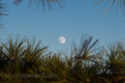 Full moon at Arabia Mountain