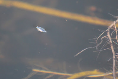 Slootschrijvertje - - Gyrinus substriatus