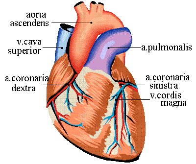 heart diagram to label. The heart is essentially a