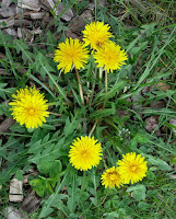 How We Got Dandelions- kossuthhistorybuff.blogspot.com