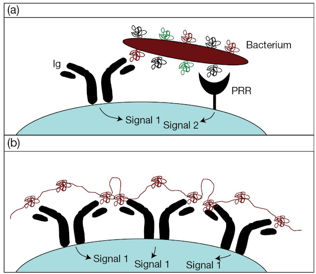 B‐cell recognition of (a) type 1 and (b) type 2 thymusindependent antigens