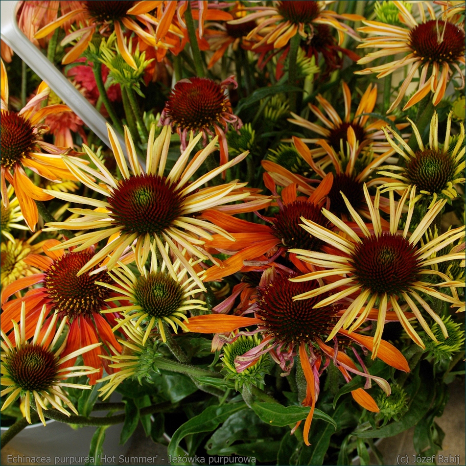 Echinacea purpurea 'Hot Summer' - Jeżówka purpurowa  'Hot Summer'