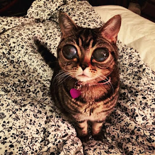 Conoce a Matilda, la gata con ojos de alienígena