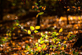 Waldfotografie Naturfotografie Weserbergland Olaf Kerber