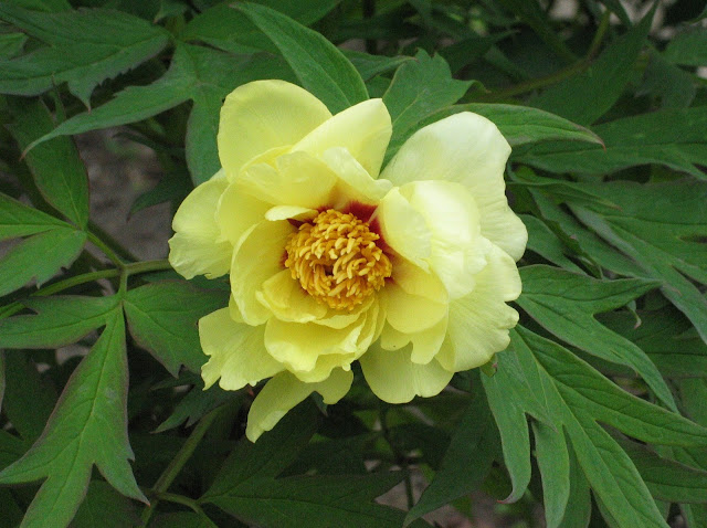 Пион 'High Noon' / Пион 'Хай Нун' (Paeonia 'High Noon', Paeonia lutea 'High Noon')