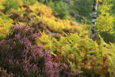 nature forêt bruyère fougère Fontainebleau Seine-et-Marne