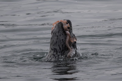 Harbour Seal eating octopus Great Trail Stanley Park.