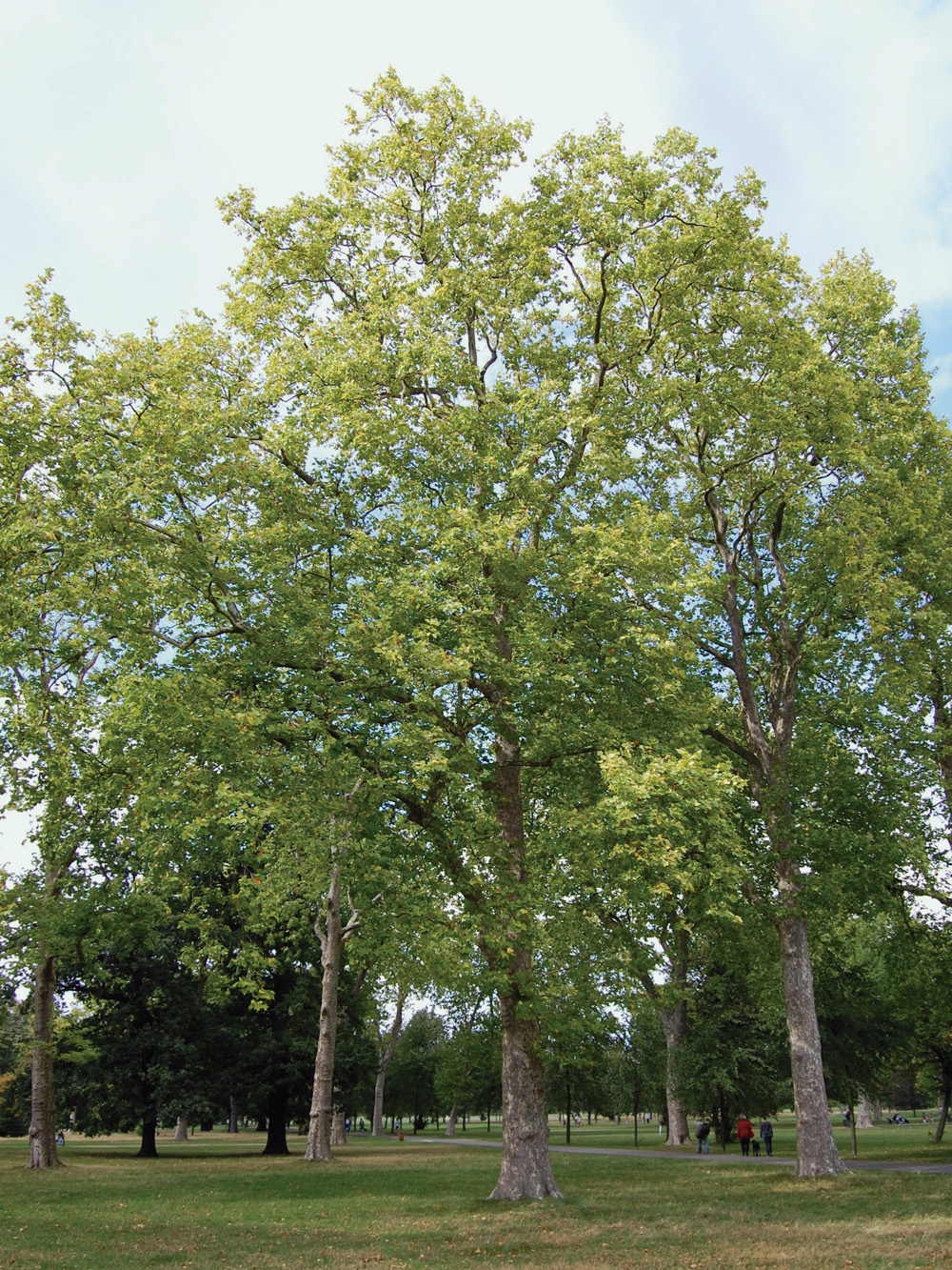 Árboles Plátanos en un parque