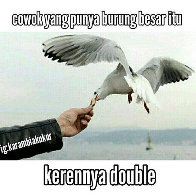 15 Meme 'Burung' Ini Bikin Berpikir yang Iya-iya - Lucu.ME 