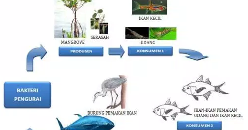 13 contoh rantai makanan di laut