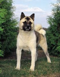 razas de perros grandes akita inu