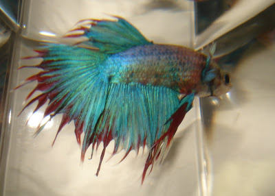 crowntail betta splenden