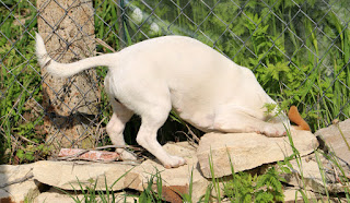 Thelma hunting a lizard