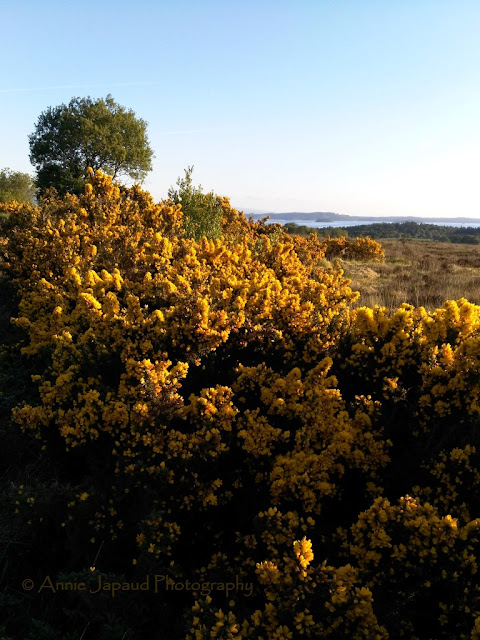 gorse landscape, Connemara 