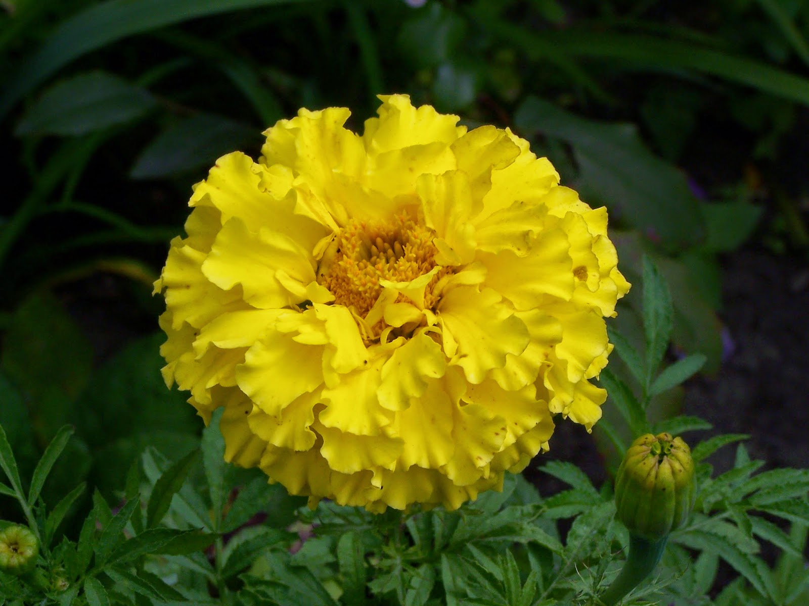 Manfaat dan Khasiat Bunga Marigold atau Calendula Tagetes 