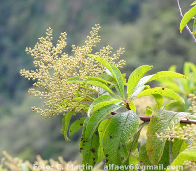 Escallonia millegrana