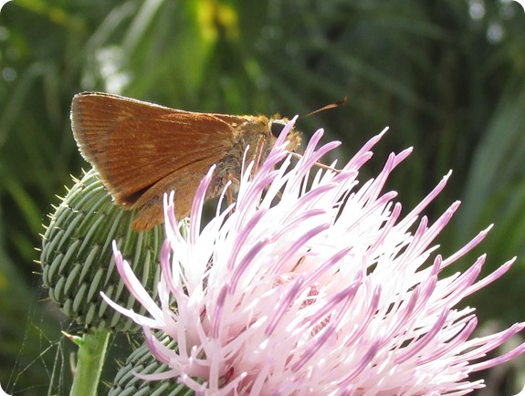 6 skipper Butterfly