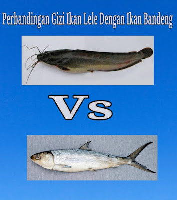 ikan lele dan ikan bandeng gizi