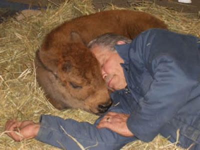 Buffalos Can Also Be Amazing House Pet Seen On  www.coolpicturegallery.us