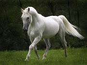 . Wallpaper of White Horse .