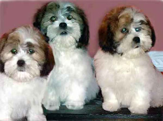 lhasa apso dog puppy breeds hound canine pooch canis bow-wow despicable fellow qen txakurra gos pas hond koer aso koira kutya hundur madra pets huisdieren animaux de compagnie Haustiere de companie husdjur Evcil Hayvan anifeiliaid anwes domace zvali augintiniai alagang hayop domaci zvirata kucni ljubimci animals domestics maskotak animal pets info