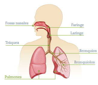 http://www.ceiploreto.es/sugerencias/animaciones/ciencias/respiracion.swf