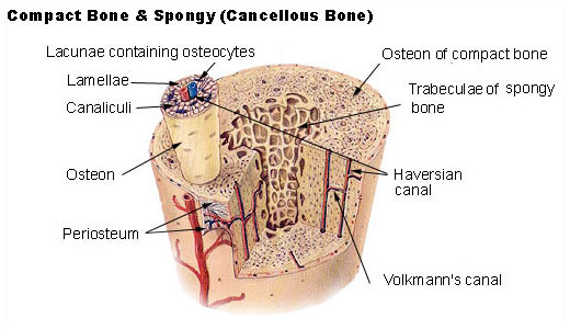 Doctors Gates: Compact and Spongy Bones