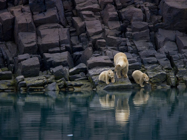 Polar Bear and Cubs, Svalbard , Norway